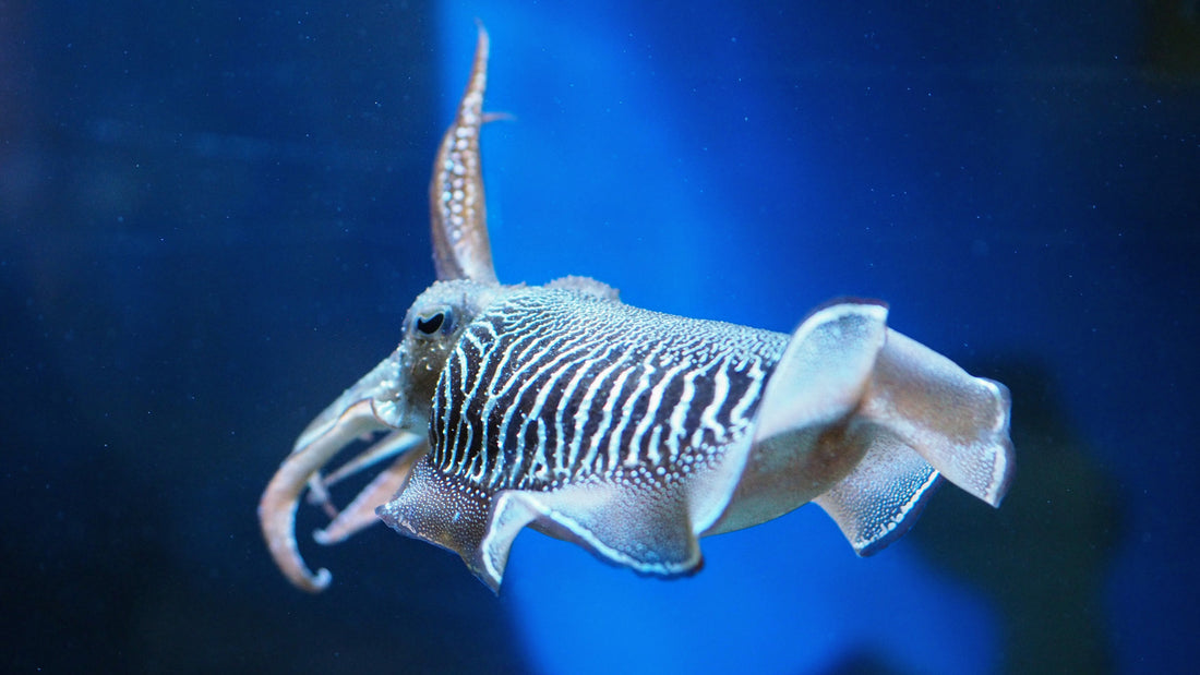 「甲いか」と「真いか」 の違い